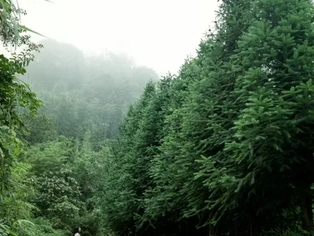 Healing Childhood Trauma: Why Going Slow Is the Fastest Way (healing)